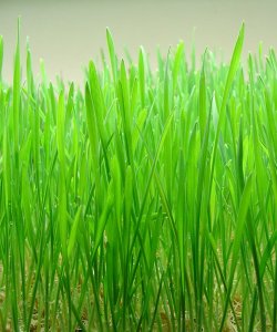 Shoots of wheat. Image sourced from http://en.wikipedia.org/wiki/Wheatgrass.